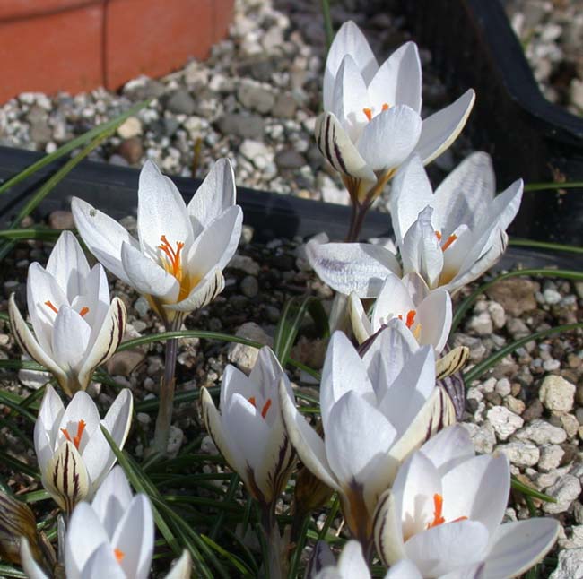 Crocus biflorus subsp. biflorus 'Parkinsonii' North American Rock